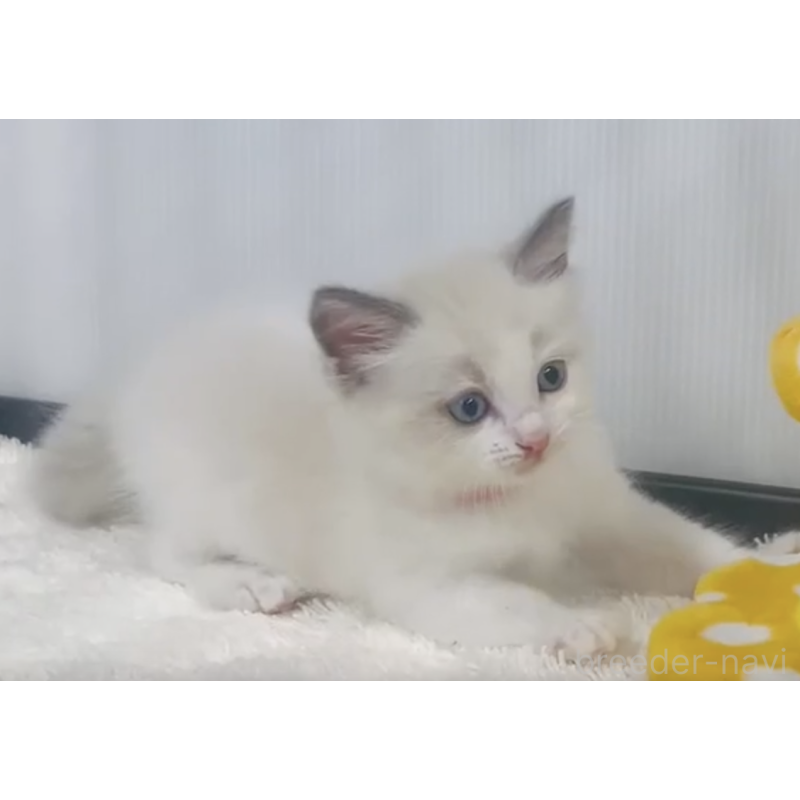 販売中の埼玉県のラグドール-126857の2枚目